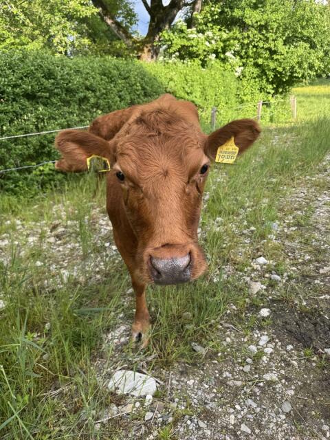 Dexter-Kuh, Rind, tragend