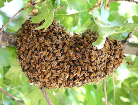 Bienenschwarm, Naturschwarm