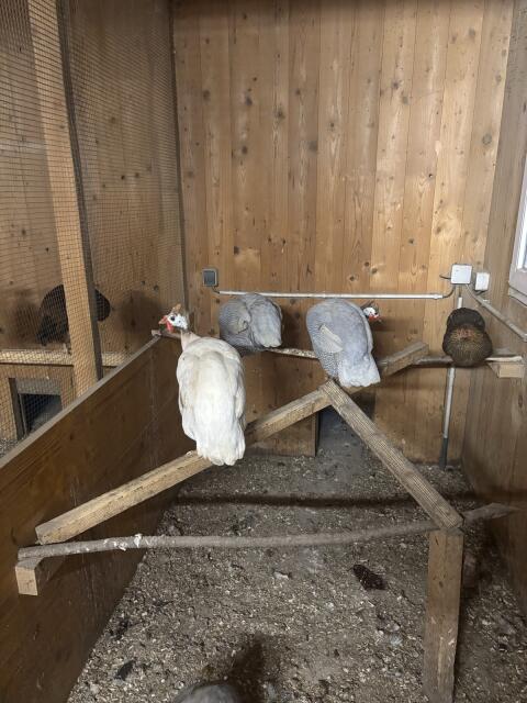 Hühner Marans