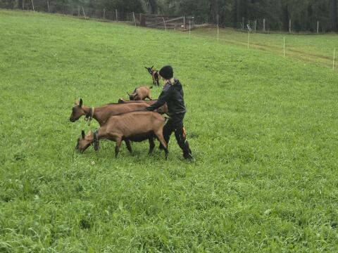 GGZ-Zuchtkitz zu verkaufen