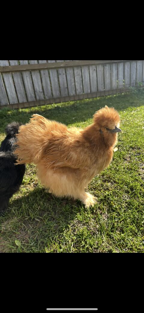 1,2 Seidenhühner mit Bart, gelb