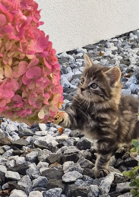 Katzenbaby, Langhaarkätzchen, Langhaar-Mischlingskatze
