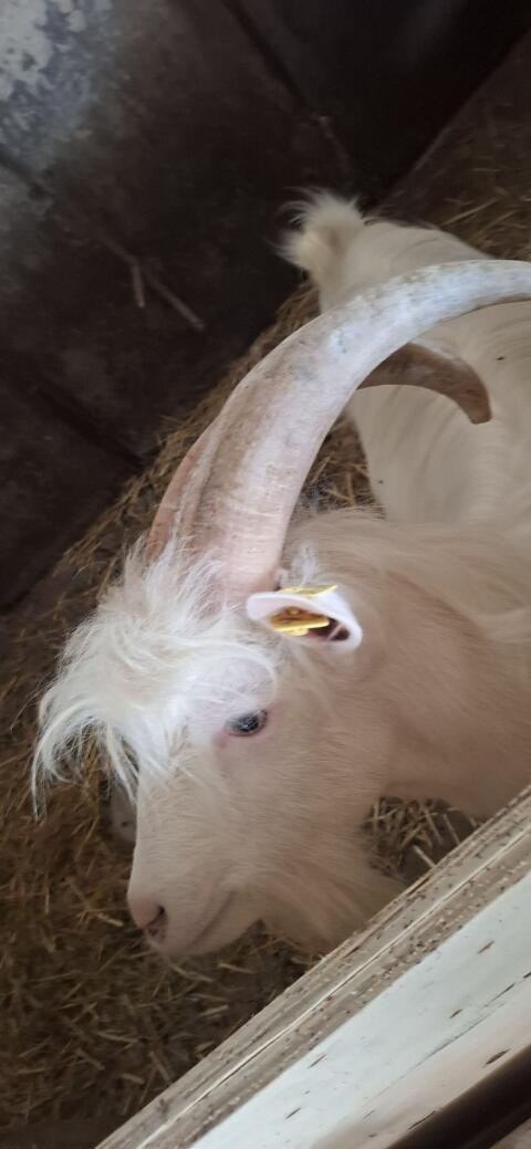 Ziegenbock