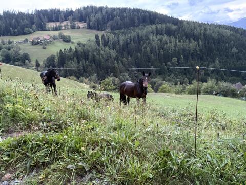 2-jährige braune Norikerstute
