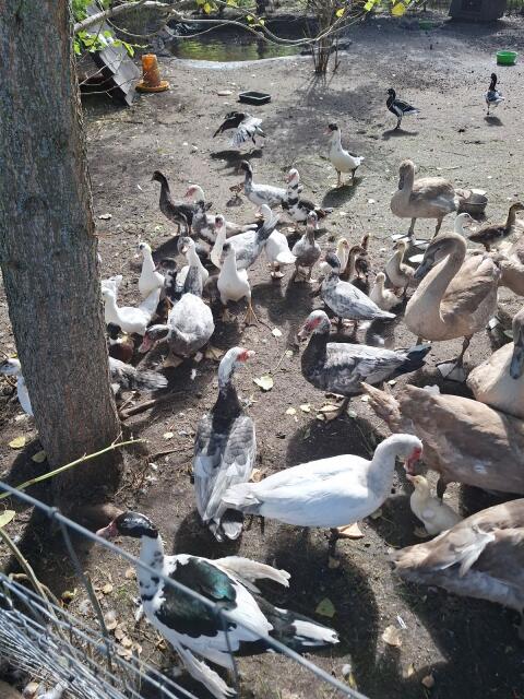 Moschusenten