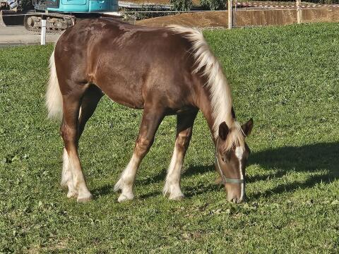 Unser Gregy sucht ein neues Zuhause