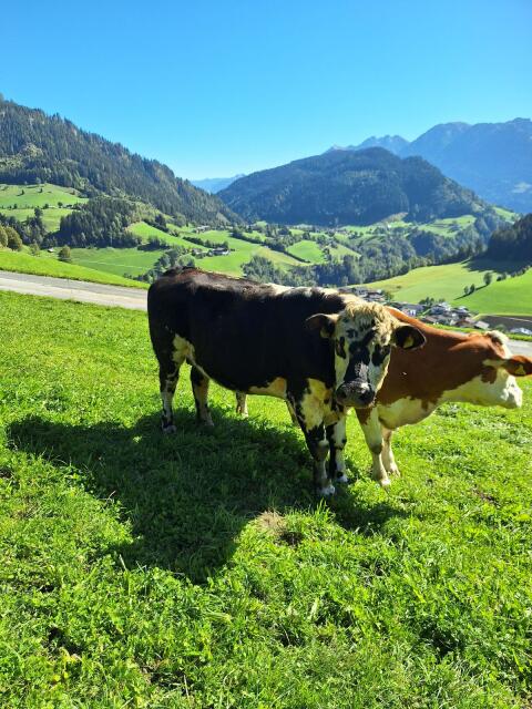 Normande-Stier