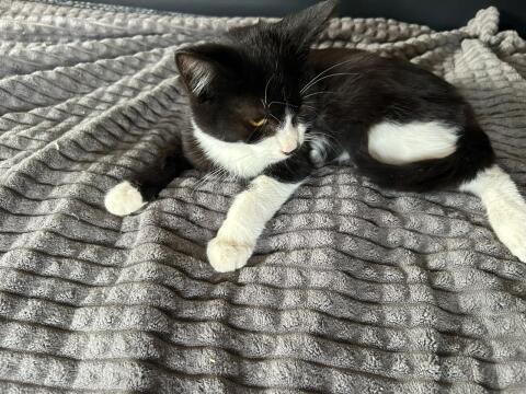 Süße Katzen zu verkaufen