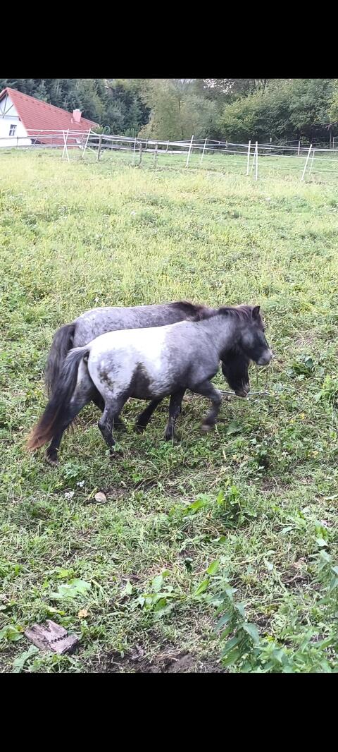 Wunderschönes, verschmustes Pony und seine Familie
