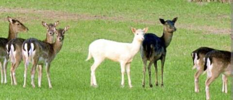 Suche Damwild, Damhirsch