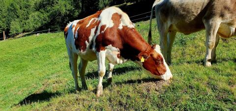 Red Holstein Kalbin