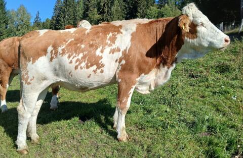 Bio-Kalbin 10.000 kg