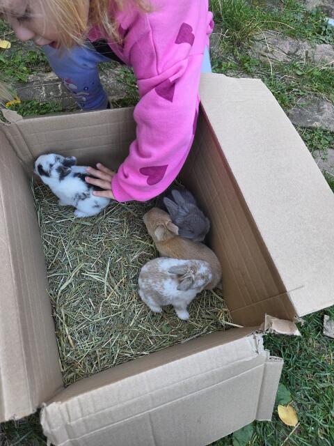 Zwerg-Mini-Lop-Kaninchen-Mischung