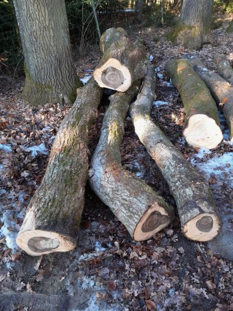 Nussbaum, Kirschbaum, Walnuss, Kirsch Stamm