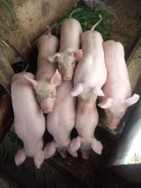 Ferkel zu verkaufen, ca. 25 kg