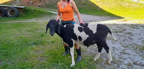Tscheggen Widder