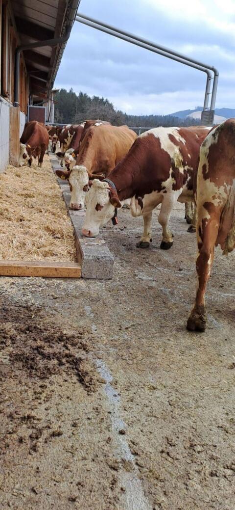Kühe in Milch, Zuchtkälber und trächtige Kalbinnen
