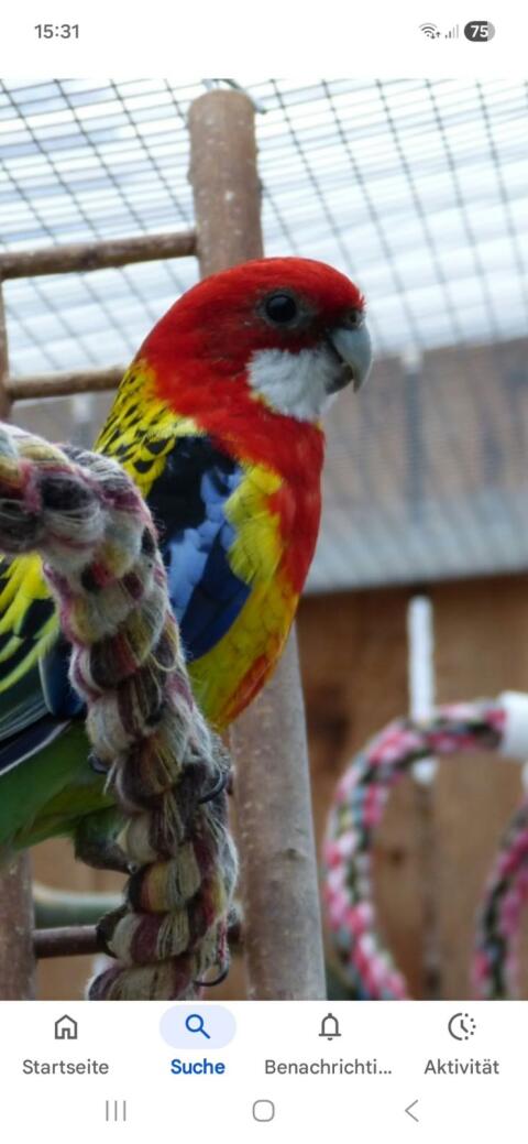 Rosella-Sittiche