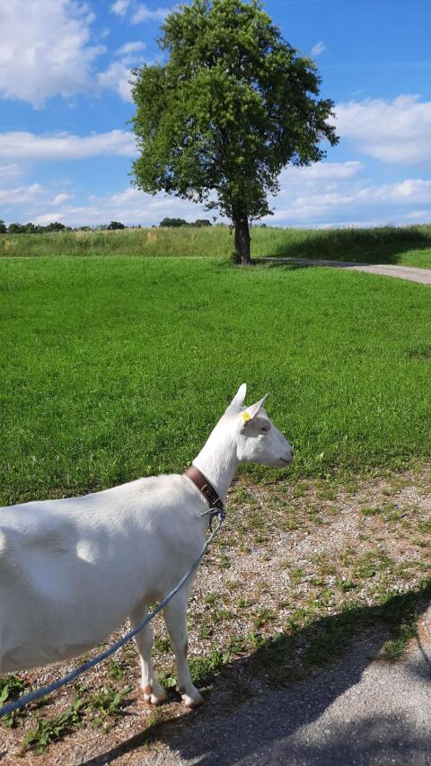 Suche Ziegenbock