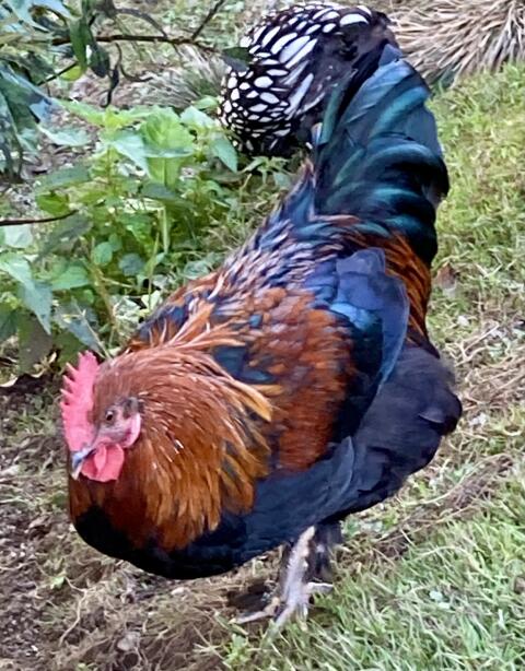 Marans-Hahn