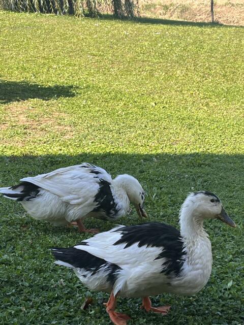 2 Landenten-Weibchen