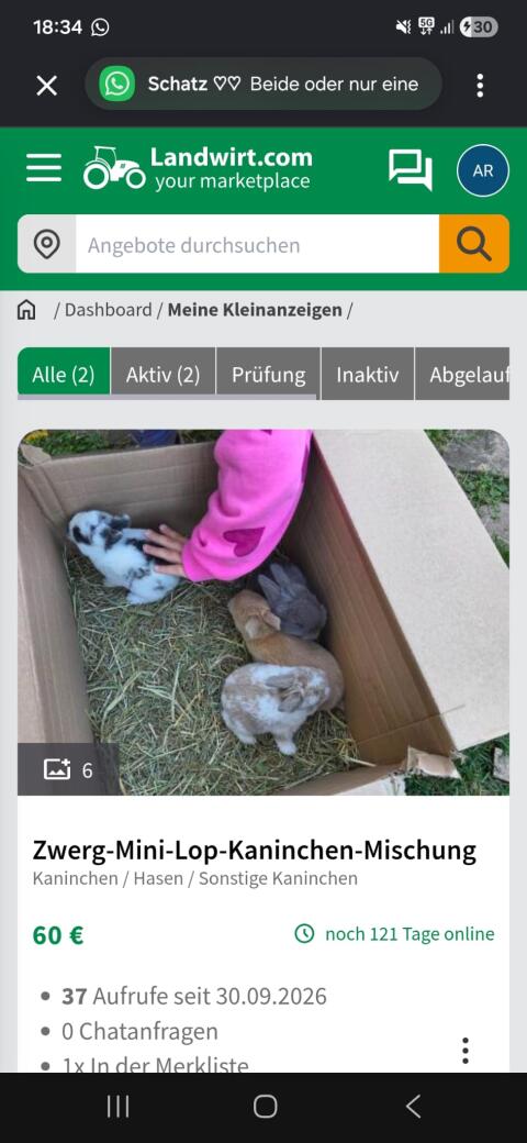 Zwergkaninchen Minilop-Mix abzugeben