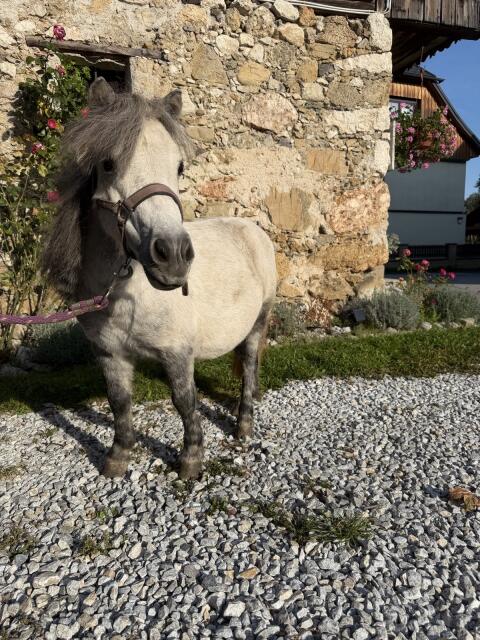 Shetlandpony