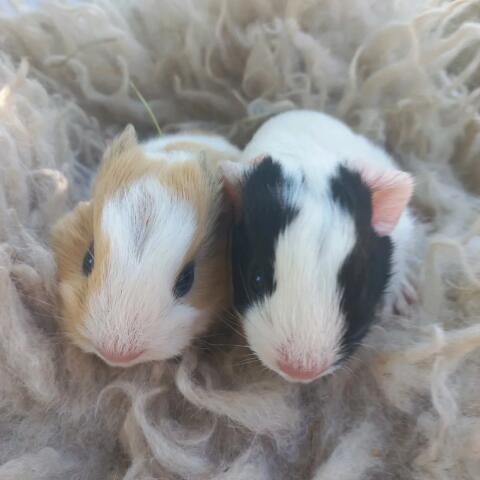 Meerschweinchen