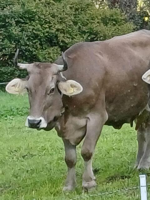 Original Braunviehkuh