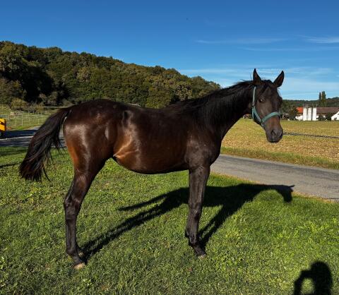 Trakehner Jährlingsstute