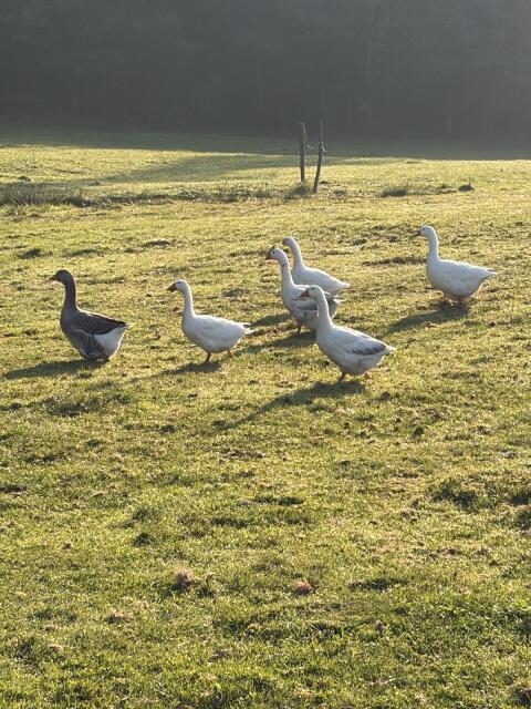 Gänse zu verkaufen