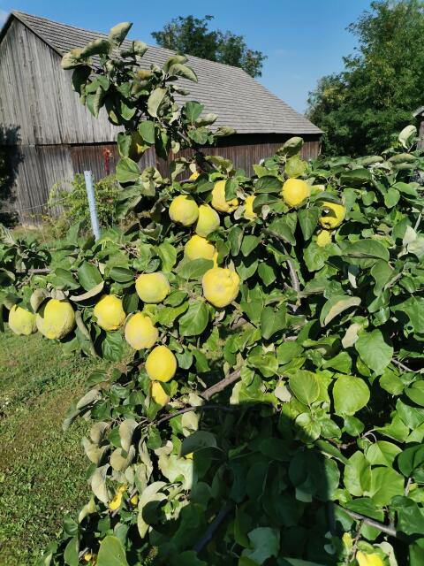 Quitten zum Brennen und Marmelade