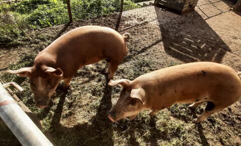 Duroc-Schweine