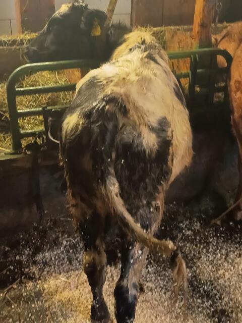 WBB-FV Kalb