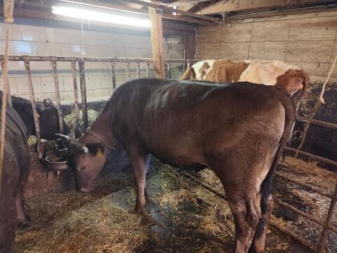 Wagyu-Mischling-Ochse
