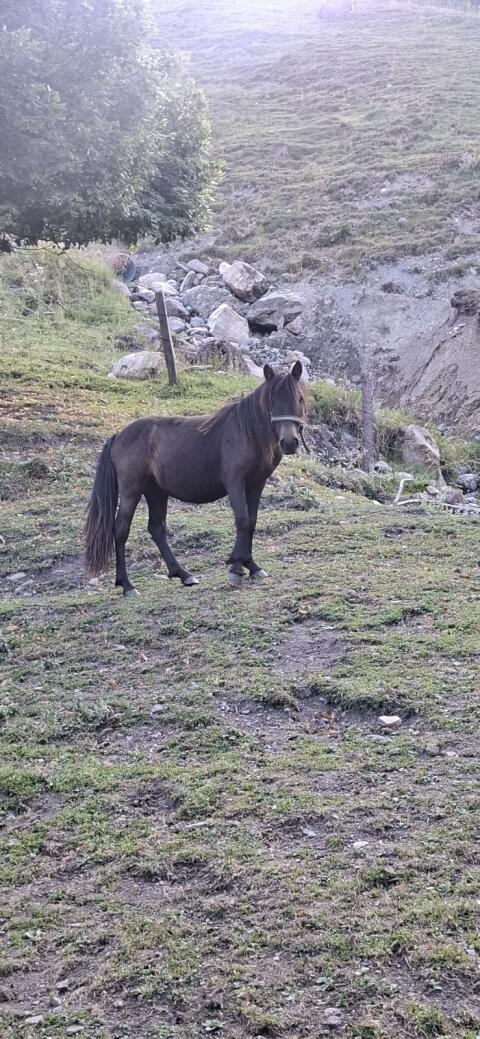 Ponys