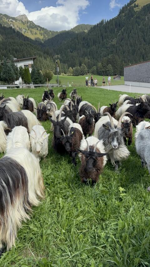 Walliser Schwarzhalsziegen