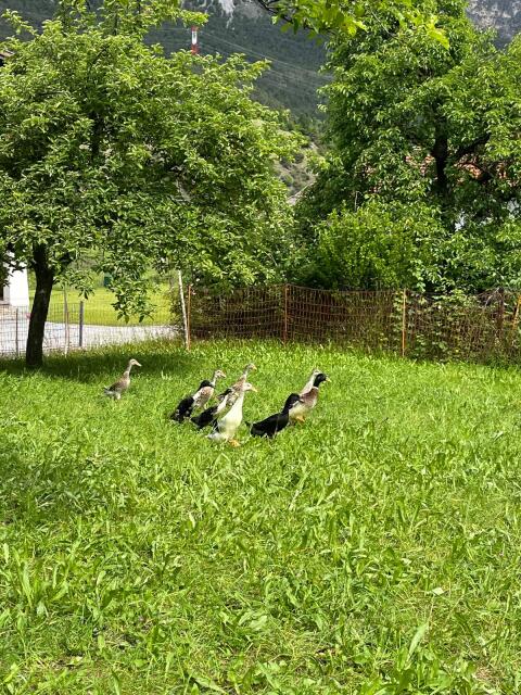 Laufenten