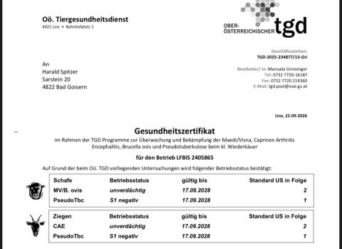 Saanen Ziegen Zuchtbock