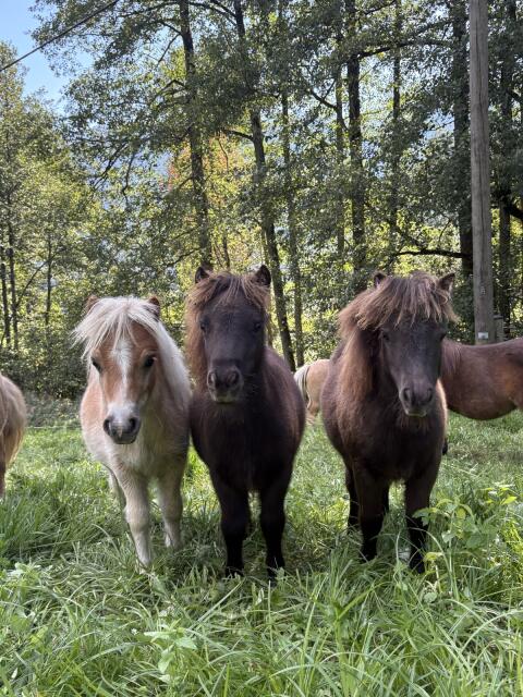 Minishetty-Fohlen, Jungponys