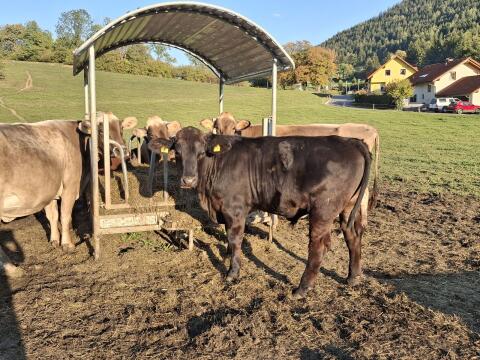 BIO Ochsen und Kalbinnen Einsteller