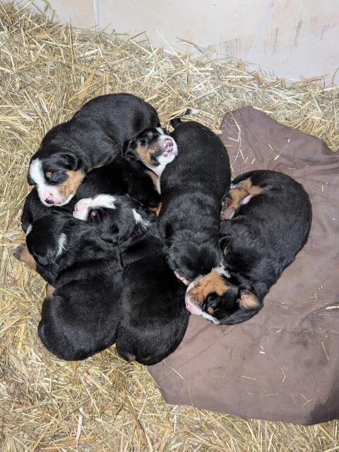Appenzeller Berner Sennenhund Mix