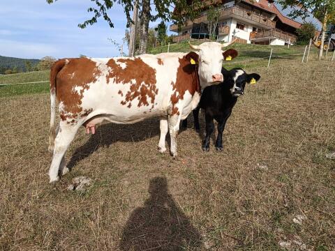 Bio-Hinterwälder Kuh mit Kalb (Kreuzung)