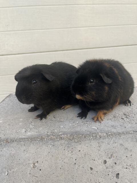 Meerschweinchen-Kastraten abzugeben