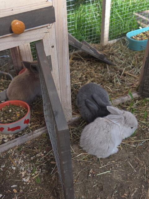 Zwergkaninchen- und Minilop-Mischung