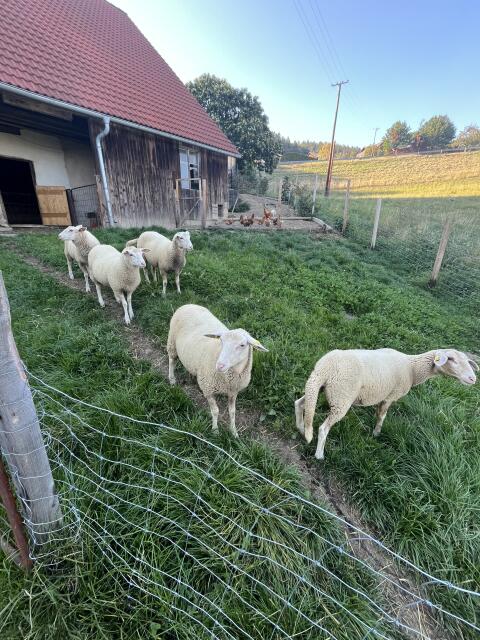 Weibliche Schafe