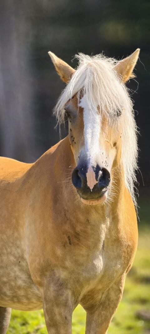 Haflingerstuten