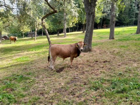 Aubrac