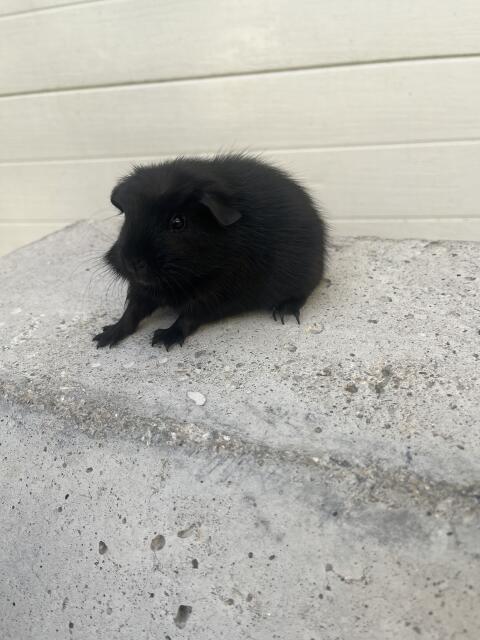 Meerschweinchen Weibchen