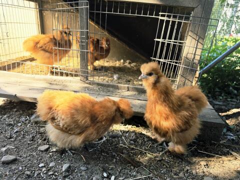 Zwergseidenhuhn-Pärchen abzugeben